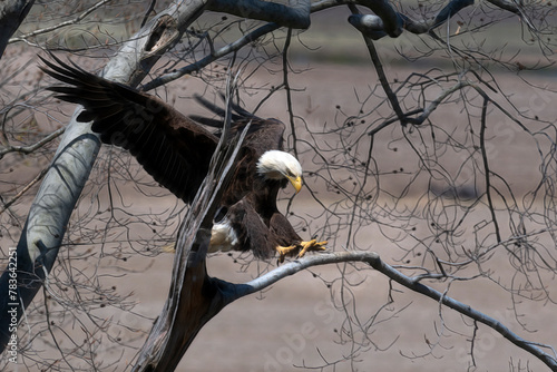 Bald eagle flying over a branch landing on a tree photo