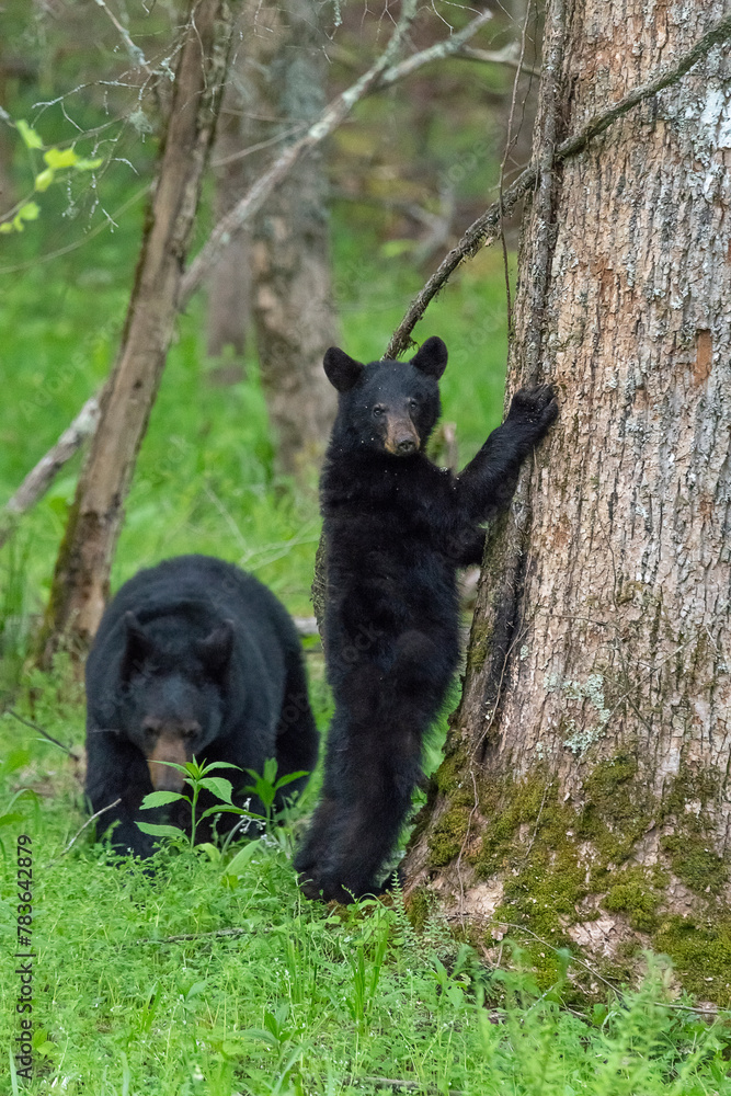 Obraz premium Vertical shot of black bear cubs playing and trying to climb a tree