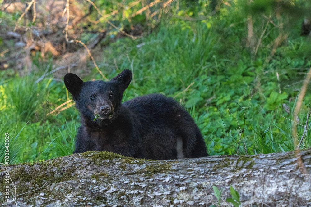 Black bear cub walking around on grass in a park Black bear cub walking around on grass in a park