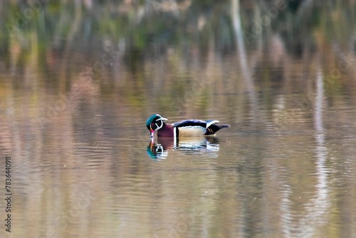 Wood duck looking at his relection photo