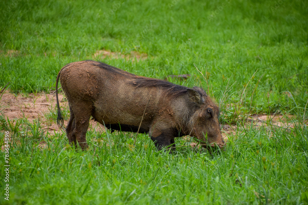 A warthog in a nature reserve in Zimbabwe A warthog in a nature reserve in Zimbabwe