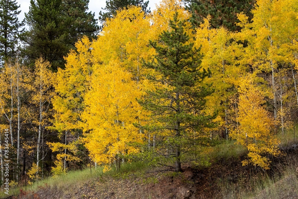 Fototapeta premium Beautiful view of autumn aspen trees in a forest during sunrise