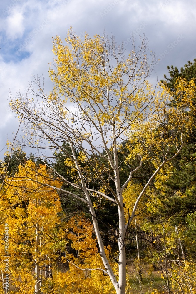 Vertical shot of Yellow Aspen trees in the autumn forest Vertical shot of Yellow Aspen trees in the autumn forest