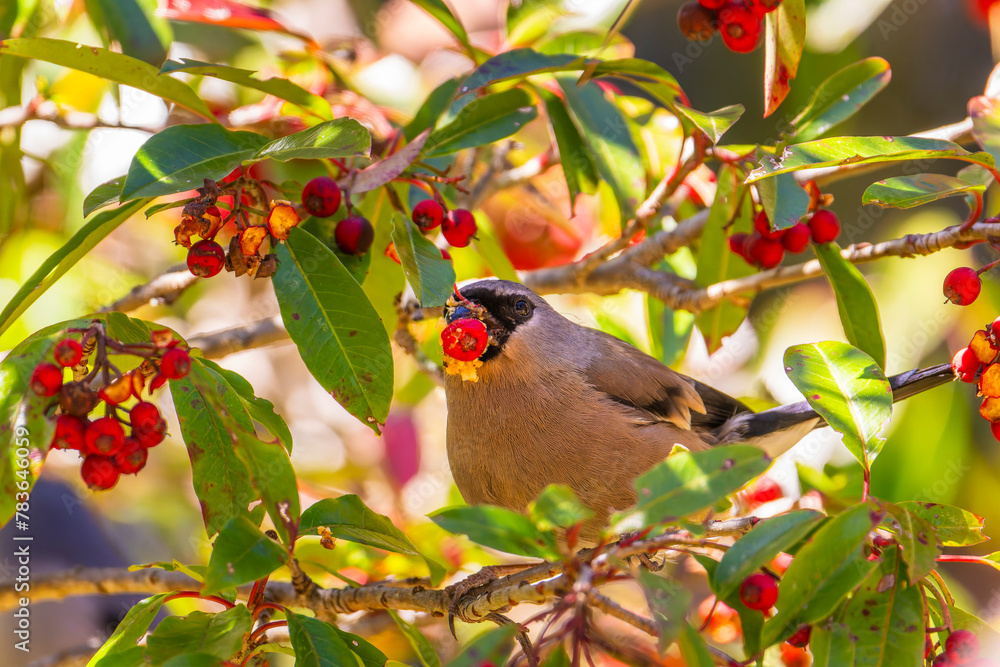 Taiwan bullfinch male, an endemic bird of Taiwan eating red fruits in the tree,in the mountains of Taiwan Taiwan bullfinch male, an endemic bird of Taiwan eating red fruits in the tree,in the mountains of Taiwan