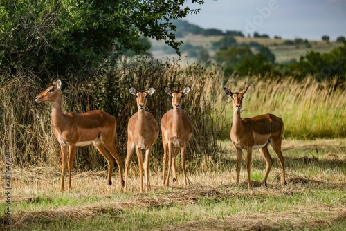 Group of female Impalas standing in the field on a sunny day