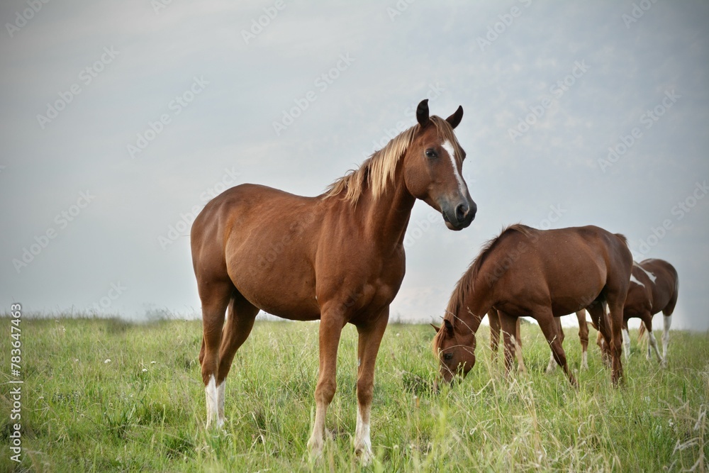 Closeup of cute brown Arabian horses grazing in a field