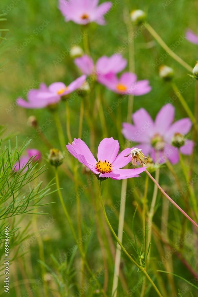 Fototapeta premium Vertical closeup of a garden Cosmos (Cosmos bipinnatus) in a field against blurred flowers