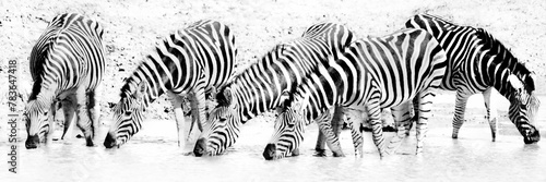 Panoramic grayscale of zebras drinking water from the lake