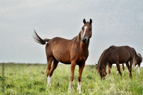 Closeup of cute brown Arabian horses grazing in a field © Wirestock
