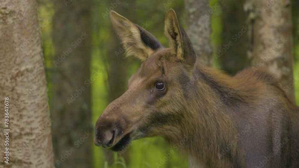 Moose Calf (Alces alces) chewing grass in the forests of Alaska on blurred background Moose Calf (Alces alces) chewing grass in the forests of Alaska on blurred background