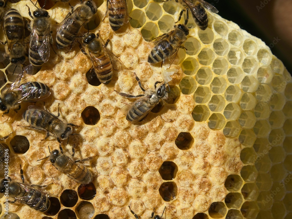 Closeup shot of a dry honeycomb with bees Closeup shot of a dry honeycomb with bees
