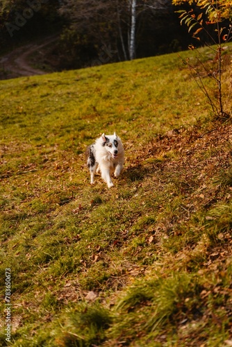 Australian shepherd running on an autumnal field in Gorge, Trento, Italy