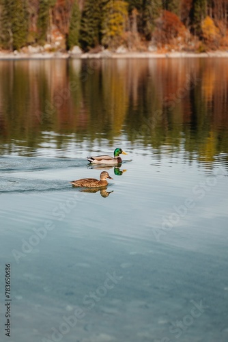 Couple of mallard ducks in a lake photo