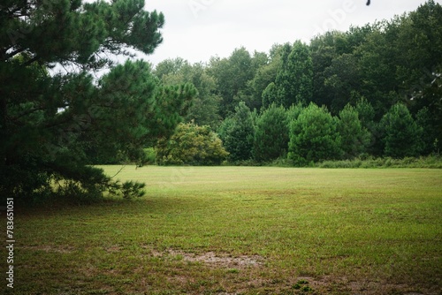 Landscape view of the field