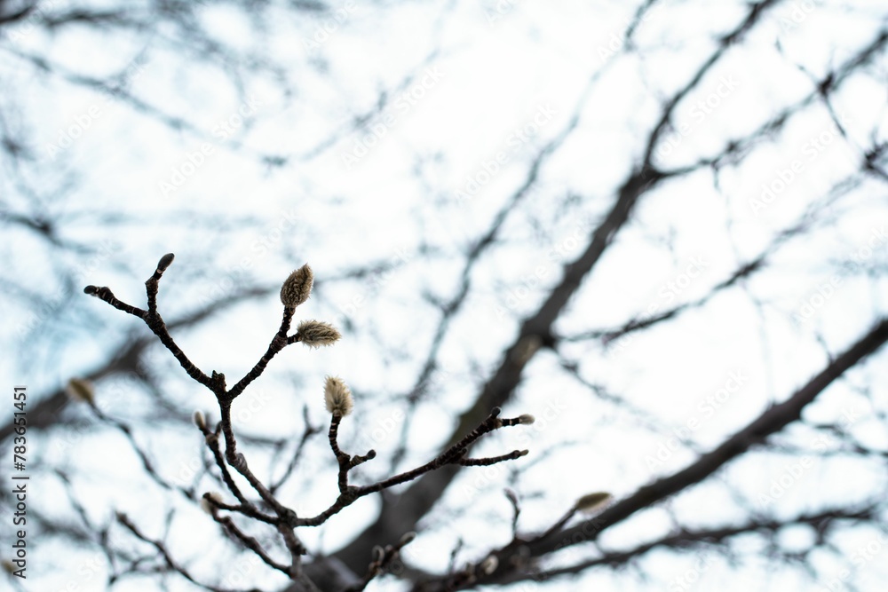 First sprouts from a tree First sprouts from a tree