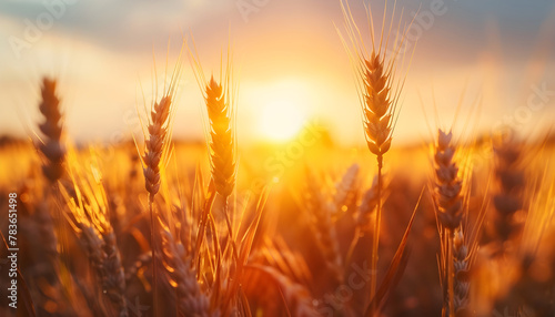 golden wheat field at sunset