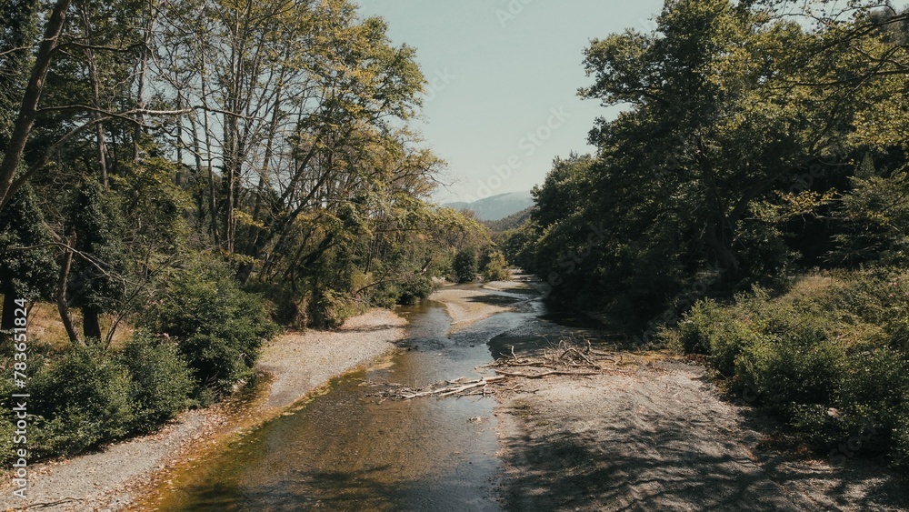 Obraz premium River in the middle of the forest on a sunny day