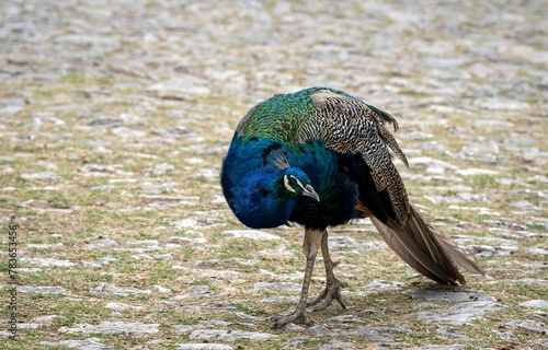 Beautiful view of a peacock in the park