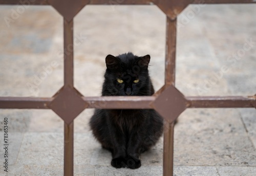 Fototapeta Naklejka Na Ścianę i Meble -  Black cat sitting behind the metal fence