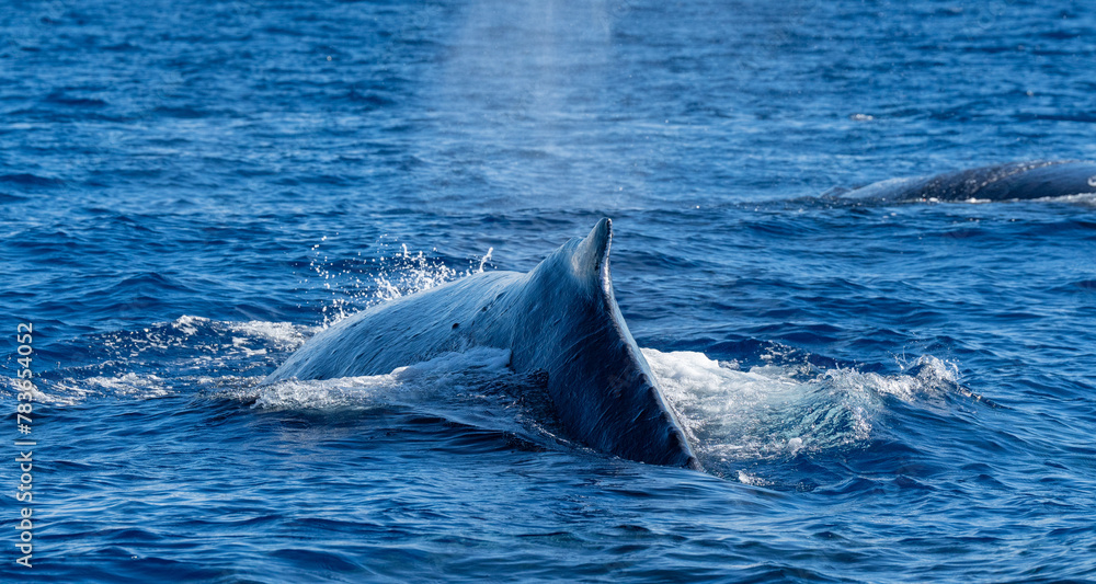 Fototapeta premium Whale with half of its body sticking out from the water in Maui, an island in Hawaii