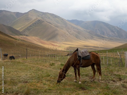Horse grazing in Tian Shan mountains, Kyrgyzstan