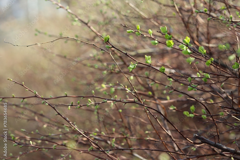 thin brown branches adorned with small vibrant green buds, blurred background. concepts: seasonal transitions, nature renewal, backgrounds for inspirational quotes, environmental awareness, gardening thin brown branches adorned with small vibrant green buds, blurred background. concepts: seasonal transitions, nature renewal, backgrounds for inspirational quotes, environmental awareness, gardening