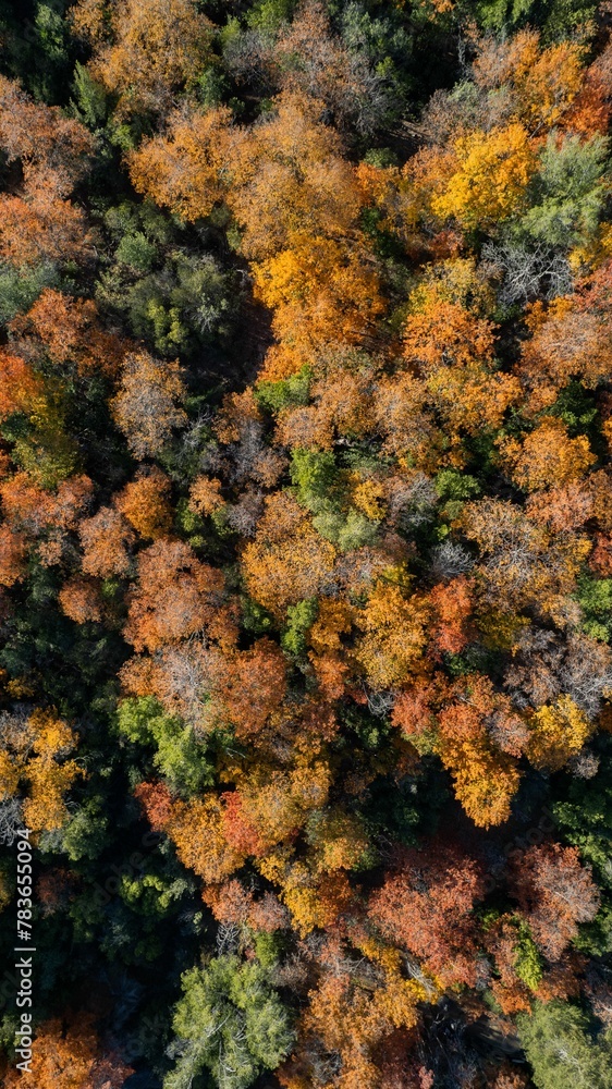 Aerial top view of a dense forest in autumn Aerial top view of a dense forest in autumn