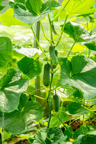 young small green cucumbers gherkins growing hanging on a fence with green leaves in a greenhouse