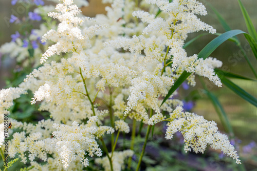 white lush flower astilbe diamond grows and is colorful