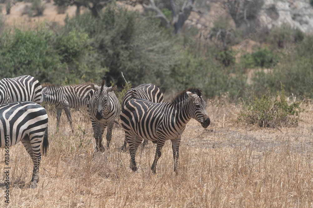 Fototapeta premium Herd of zebras grazing on brown grass fields on the farm