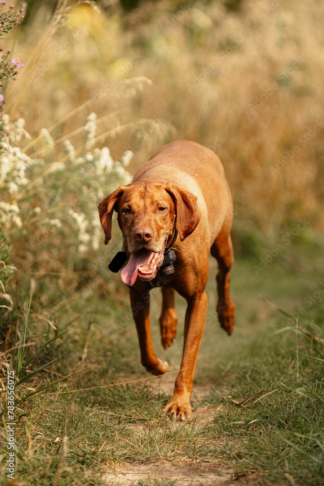 Vertical shot of Hungarian Vyzhla dog running with tongue out in a rural field Vertical shot of Hungarian Vyzhla dog running with tongue out in a rural field