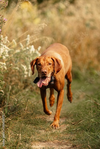 Vertical shot of Hungarian Vyzhla dog running with tongue out in a rural field
