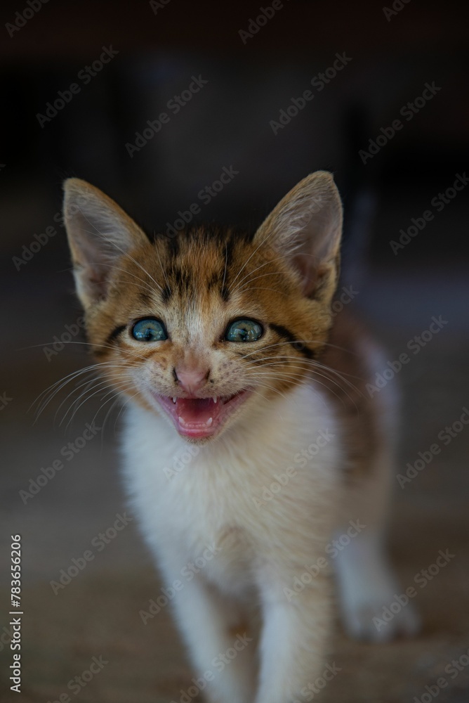 Little kitten with green eyes looking towards