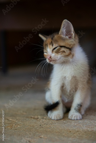 Little kitten with closed eyes © Wirestock