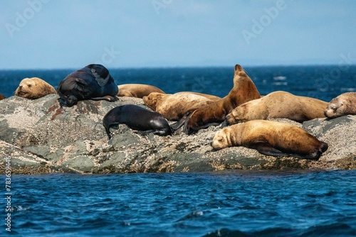 Group of Steller sea lions lying on rocky surface in the middle of blue sea