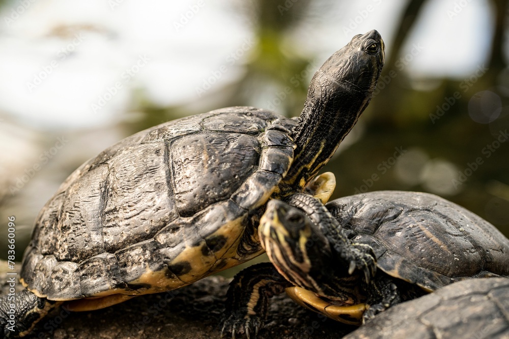Fototapeta premium Closeup of two turtles in a forest