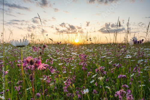 Sunset over white blooming daisies of a wildflower meadow in the nature of Bavaria Germany. Concept for the environment and nature conservation in Europe.