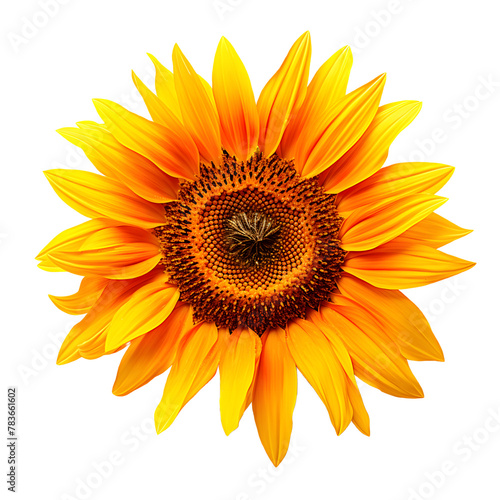 Beautiful bright realistic sunflower PNG illustration isolated on transparent background. Sunflower blossom pattern for postcard, logo, scrapbooking, decoration