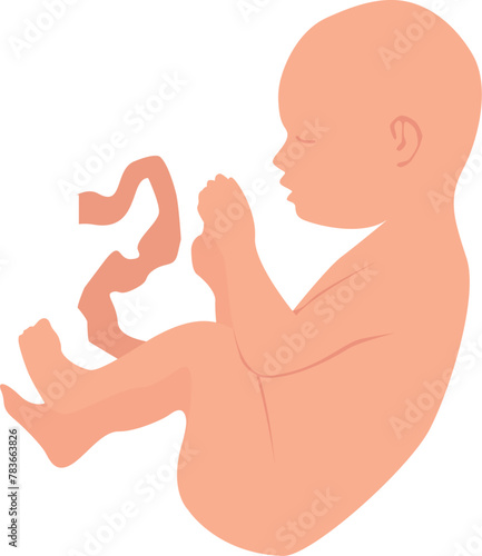 A baby in the state of an embryo with an umbilical cord. Vector illustration with transparent background.