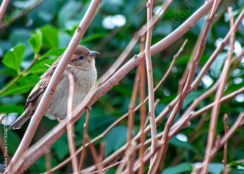 Canvas Print House Sparrow (Passer domesticus) - Found worldwide