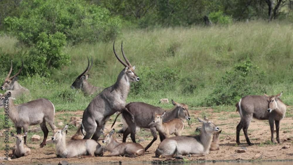 Waterbuck bulls in action around the waterhole Waterbuck bulls in action around the waterhole