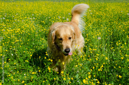 Golden Retriever in the field with yellow flowers.
