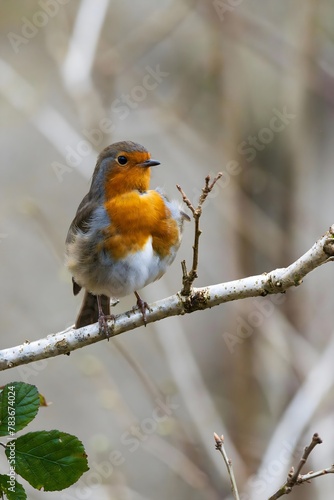robin on a branch, A small bird sitting on a branch with leaves