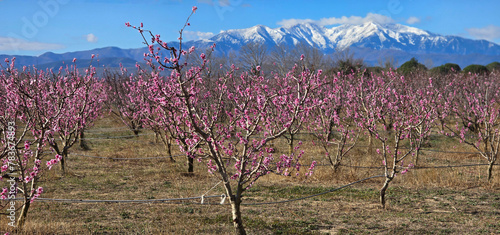 Quadro su tela Abricotiers en fleur devant le Canigou