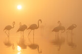 Flamingos in serene, mist-covered water at dawn. Climate change