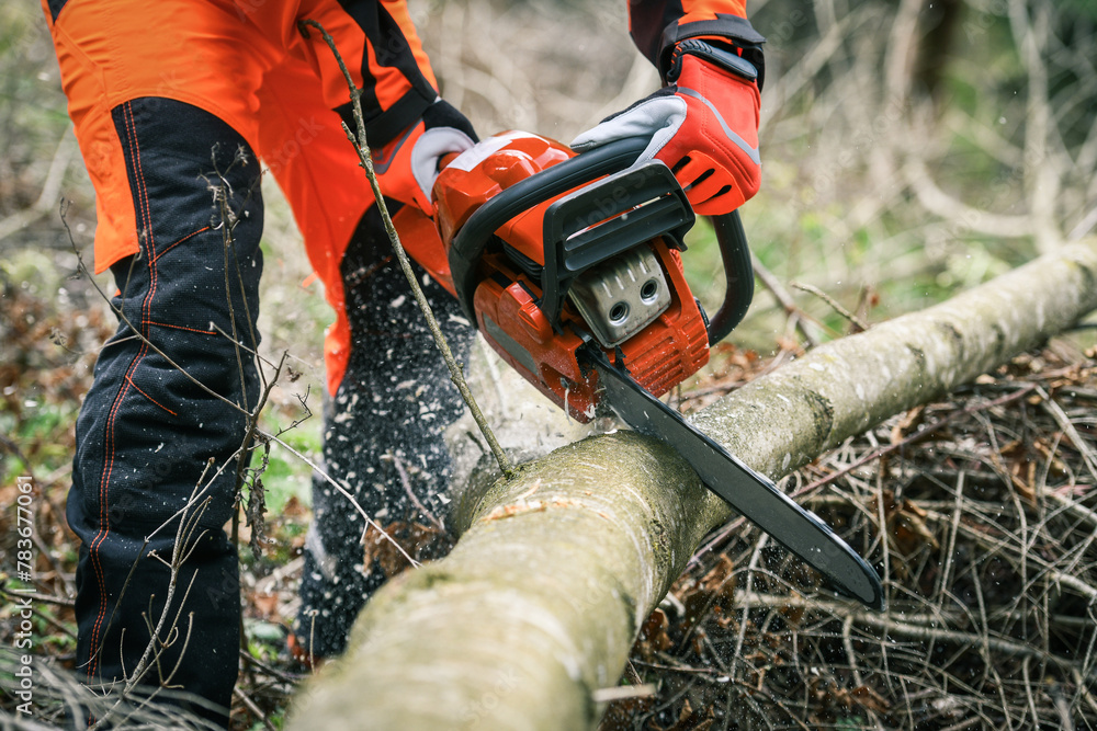 Man holding a chainsaw and cut trees. Lumberjack at work wears orange personal protective equipment. Gardener working outdoor in the forest. Security professionalism occupation forestry worker concept Man holding a chainsaw and cut trees. Lumberjack at work wears orange personal protective equipment. Gardener working outdoor in the forest. Security professionalism occupation forestry worker concept