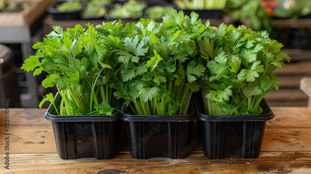 Fresh organic celery leaves in pots. Potted green celery leaves on a wooden table, indicating organic urban gardening Fresh organic celery leaves in pots. Potted green celery leaves on a wooden table, indicating organic urban gardening