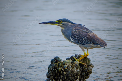 Canvas Print Juvenile Green-Backed Heron