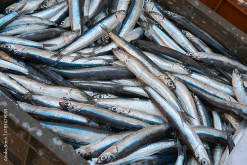 Anchovy for sale in Split fish market