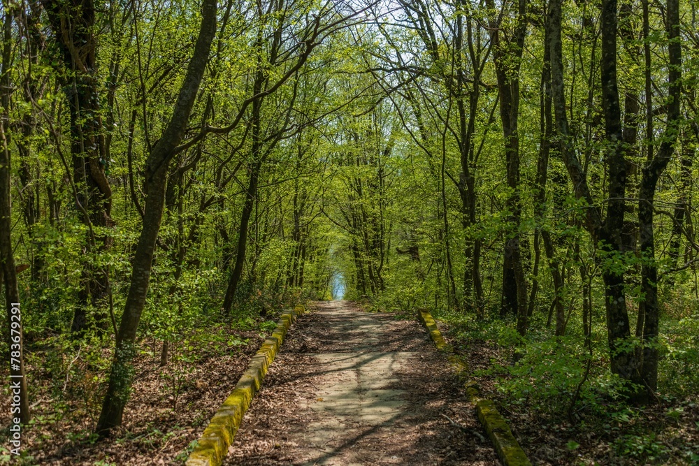alley of a seaside park with the first bright green foliage on the trees in early spring on a sunny day in April alley of a seaside park with the first bright green foliage on the trees in early spring on a sunny day in April